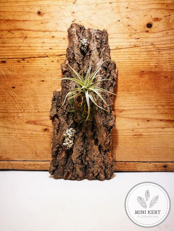 tillandsia fakérgen fali dekoráció
