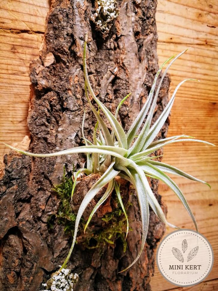 Tillandsia "Levegőnövény fakérgen" - Image 2
