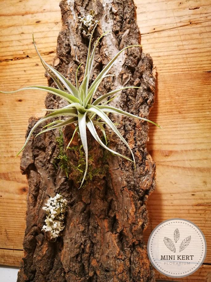 Tillandsia "Levegőnövény fakérgen" - Image 3