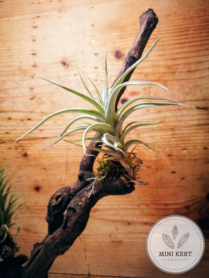 Tillandsia "Levegőnövények szőlőgyökéren" - Image 2