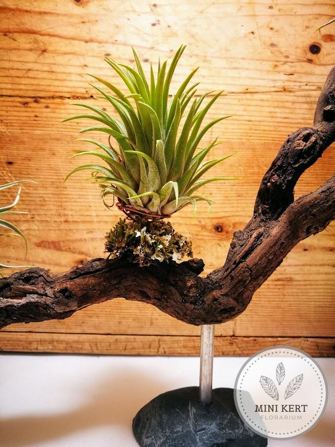 Tillandsia "Levegőnövények szőlőgyökéren" - Image 3