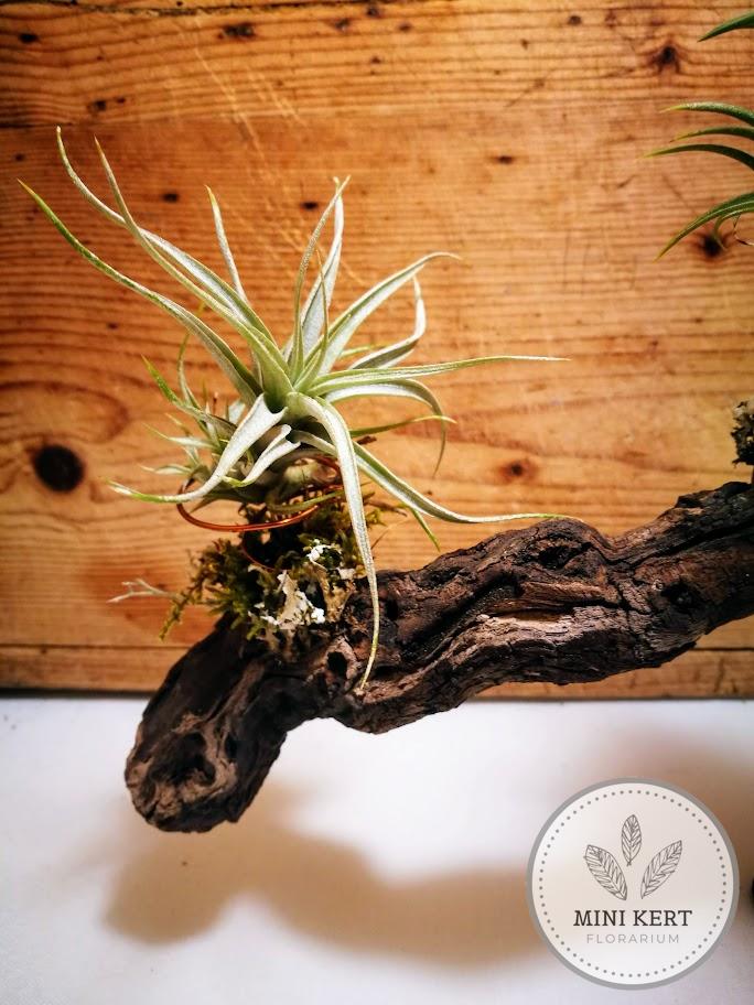Tillandsia "Levegőnövények szőlőgyökéren" - Image 4