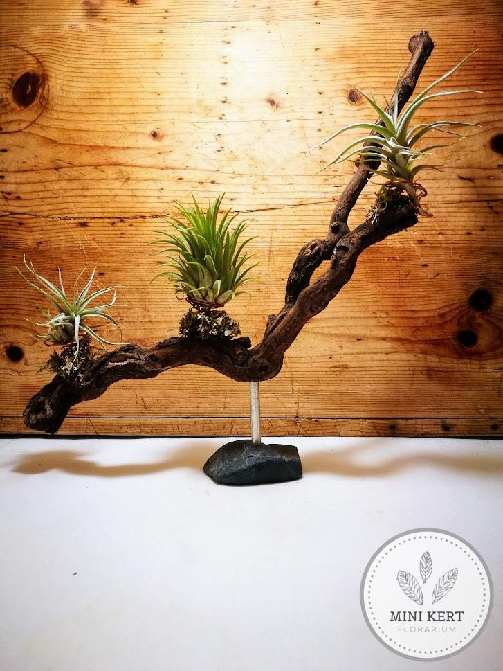 tillandsia növények szőlőgyökéren