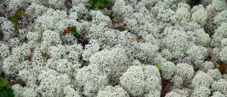 izlandi zuzmó rénzuzmó