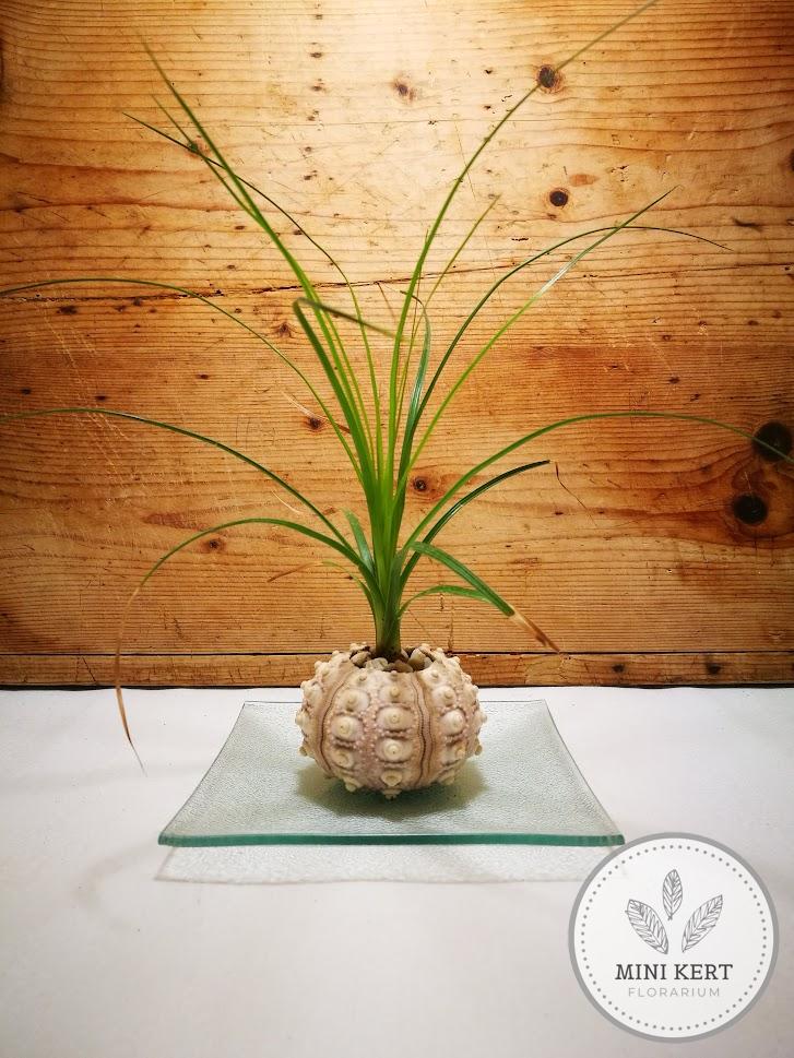Elefántláb tengeri sünben "kokedama"