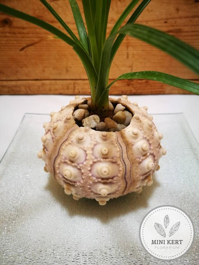 Elefántláb tengeri sünben "kokedama" - Image 4