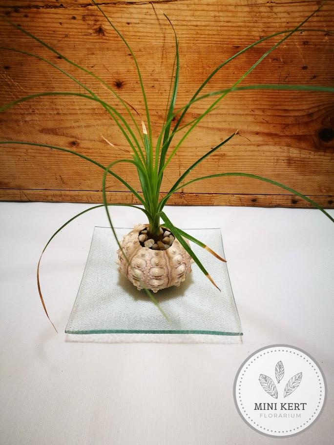 Elefántláb tengeri sünben "kokedama" - Image 2