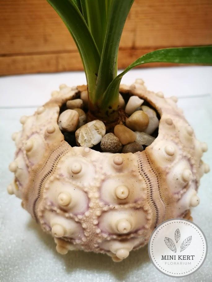 Elefántláb tengeri sünben "kokedama" - Image 3