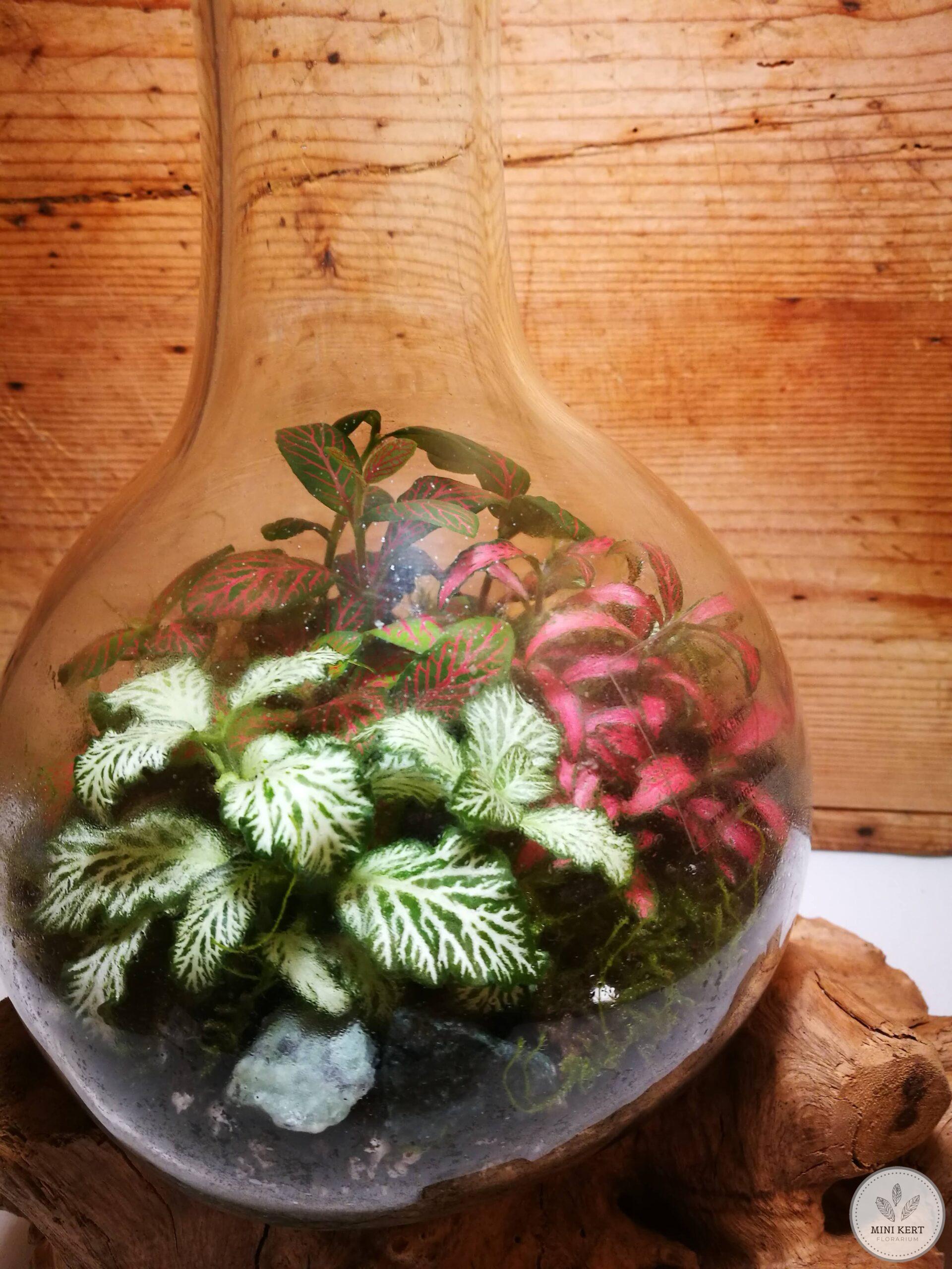 Kayu exkluzív magas florárium - Arif - Image 2