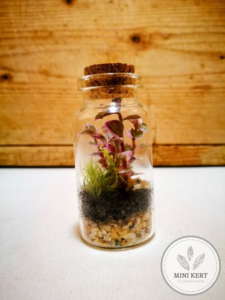 Mini üvegcse florárium
