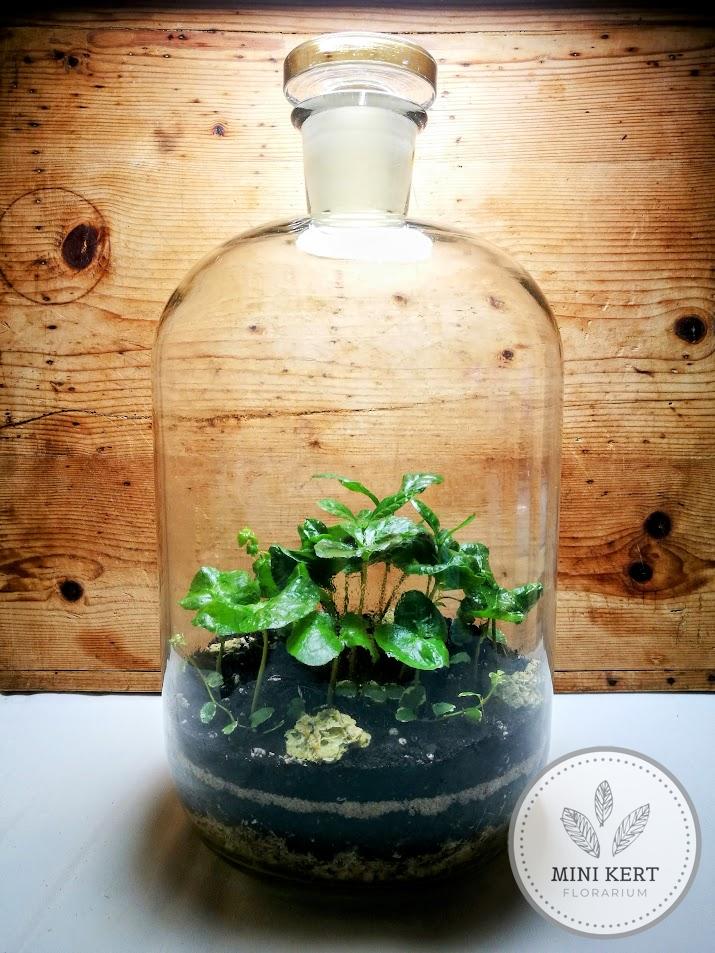Patikai csiszoltdugós üveg palackkert XXL
