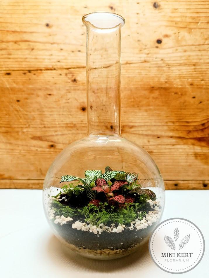 Talpas gömblombik florárium
