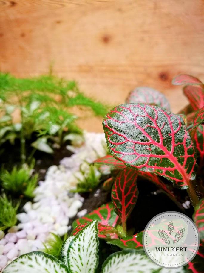 Üveggömb florárium 19 cm-es "Ösvény"