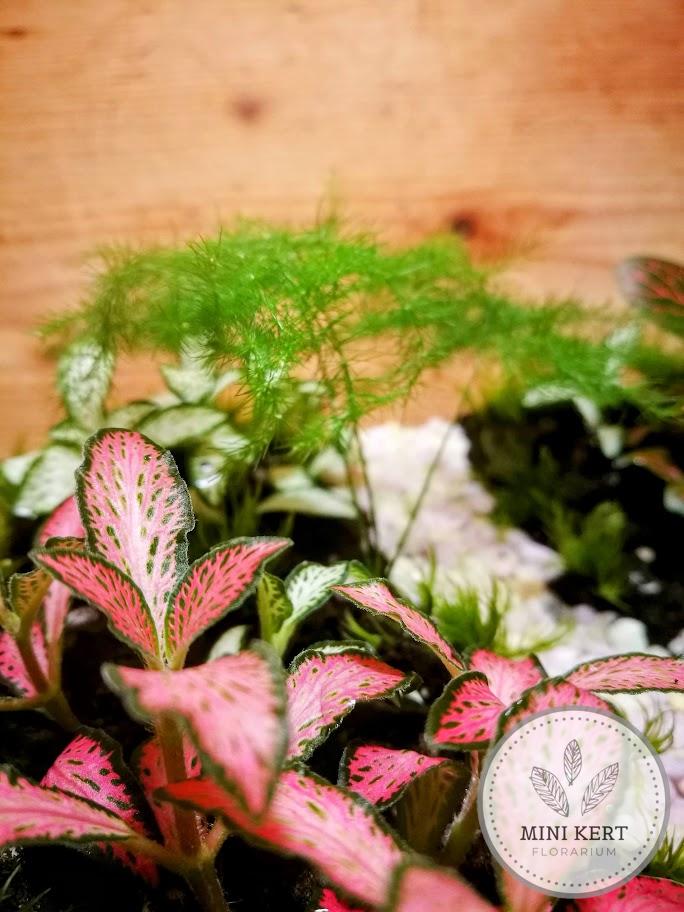 Üveggömb florárium 19 cm-es "Ösvény"