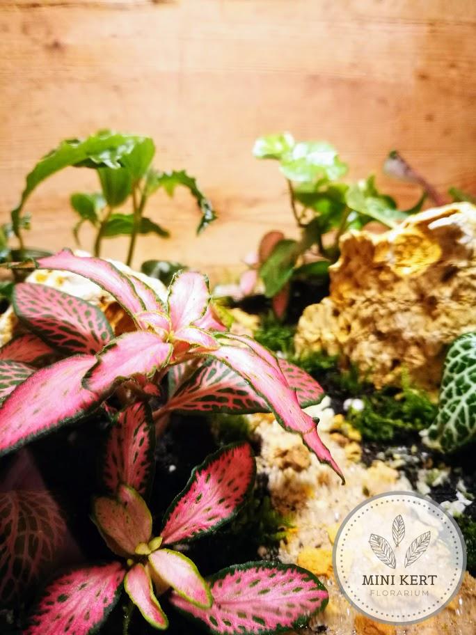Üveggömb florárium 25cm “Ösvény sziklákkal”