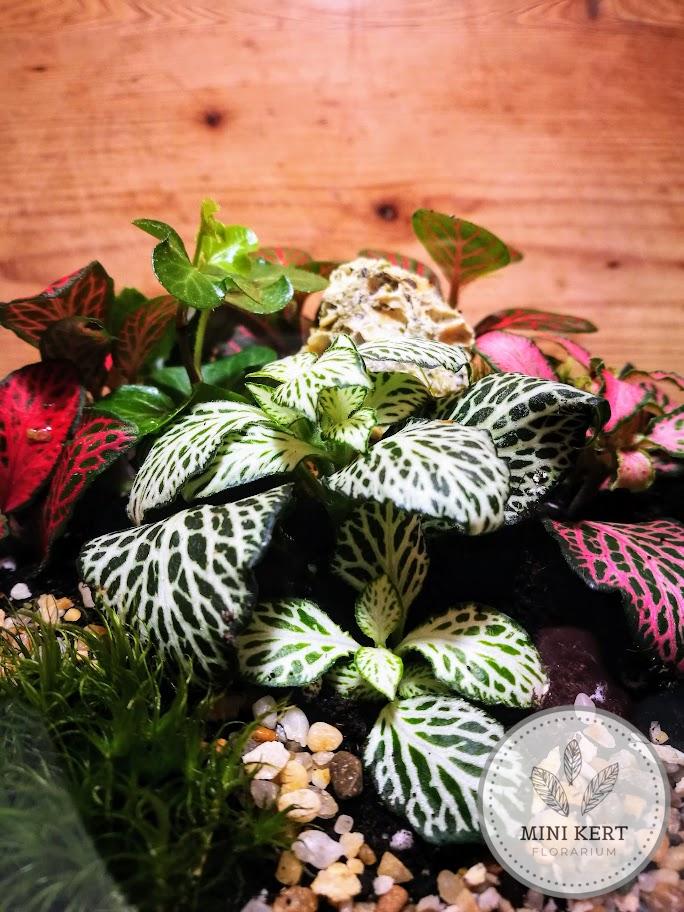 Üveggömb florárium Fittóniák sziklával