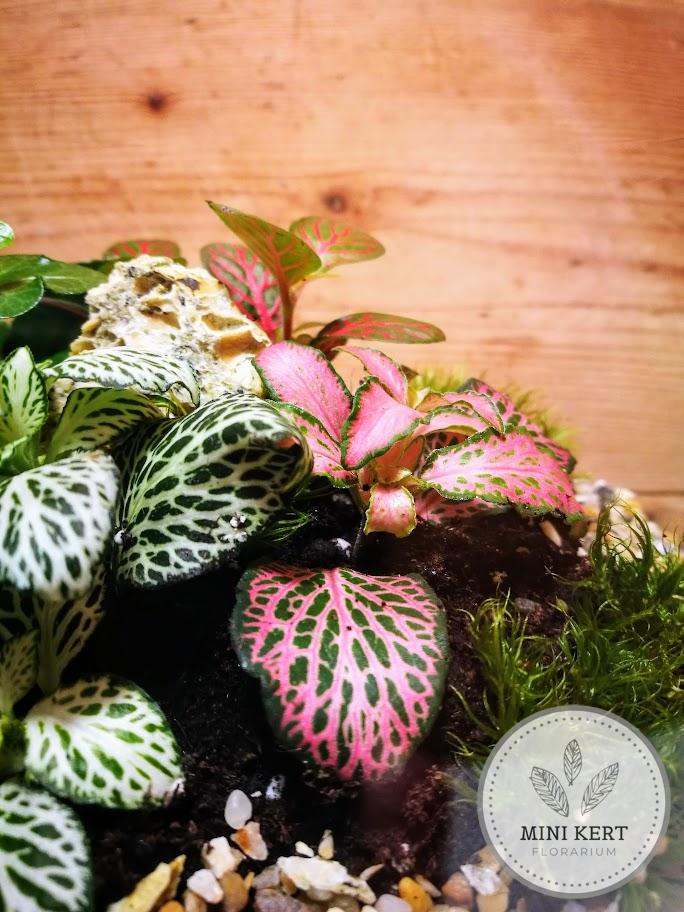 Üveggömb florárium Fittóniák sziklával
