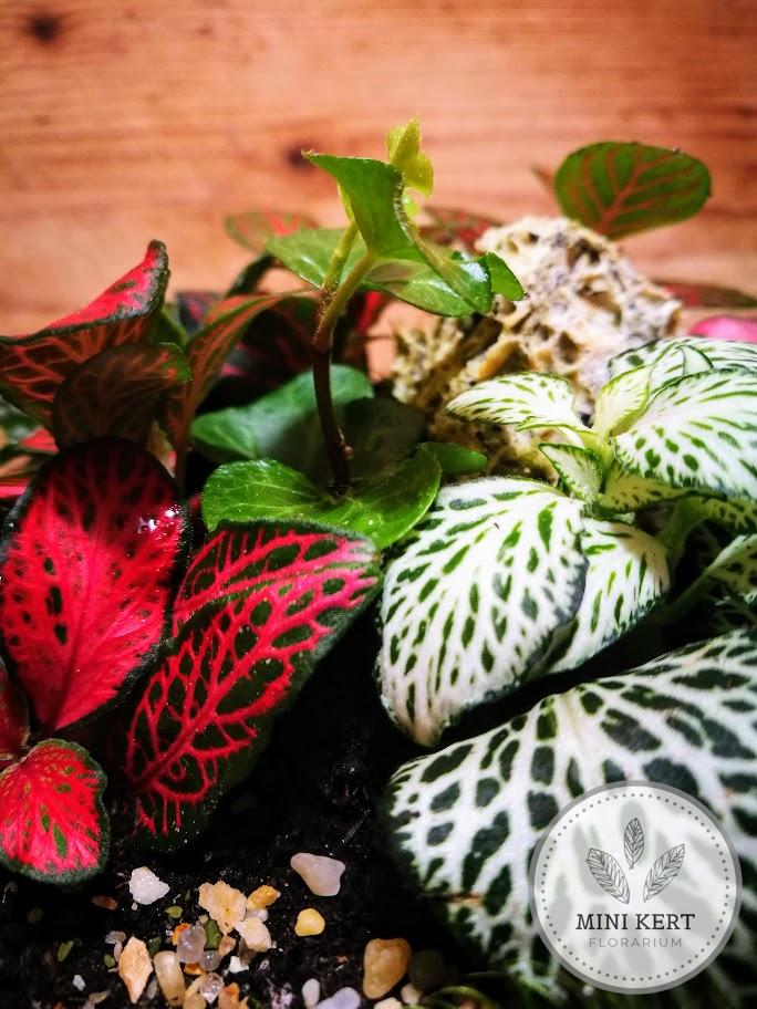 Üveggömb florárium Fittóniák sziklával