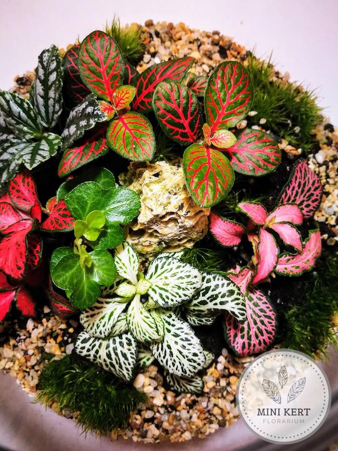 Üveggömb florárium Fittóniák sziklával