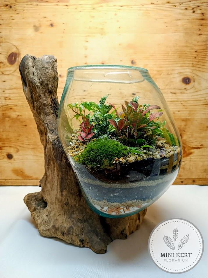 Kayu exkluzív kehely florárium - Aldo