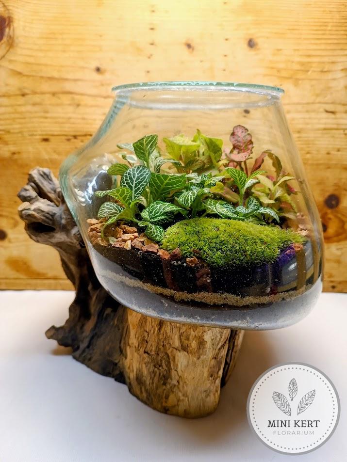 Kayu exkluzív kehely florárium - Aldo