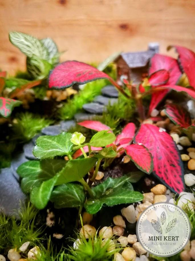 Zárt üvegtetős florárium “Házikó”