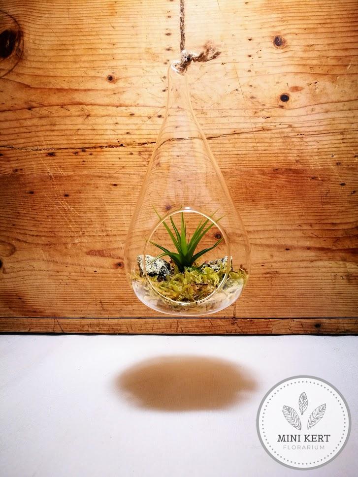 Tillandsia függesztett üvegben