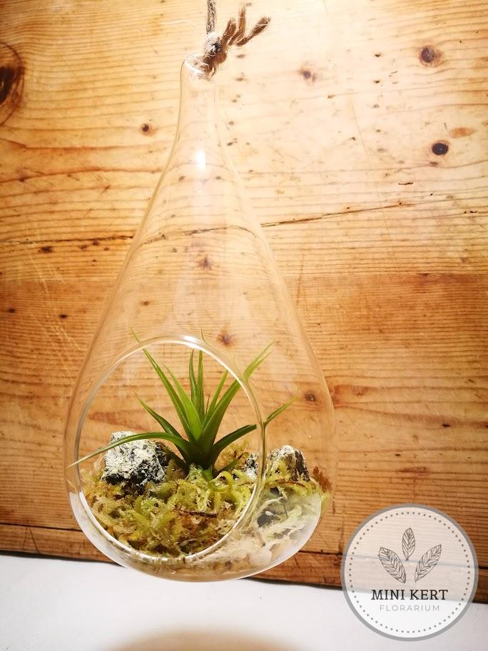 Tillandsia függesztett üvegben - Image 2