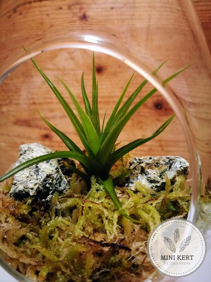 Tillandsia függesztett üvegben - Image 3