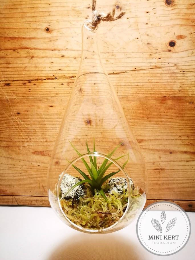 Tillandsia függesztett üvegben - Image 4