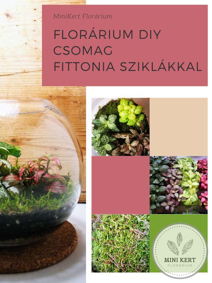 Florárium DIY csomag "Fittóniák sziklával"