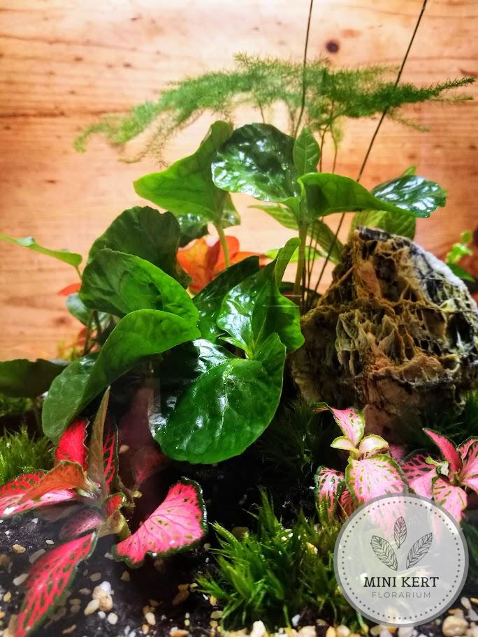 Elegáns üvegtetős florárium 46 cm magas