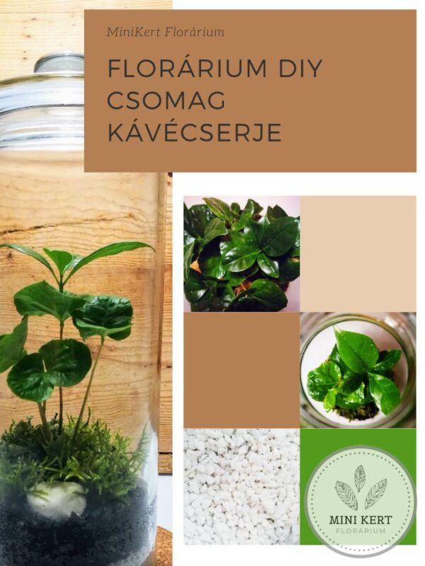 Florárium DIY csomag "Kávé"