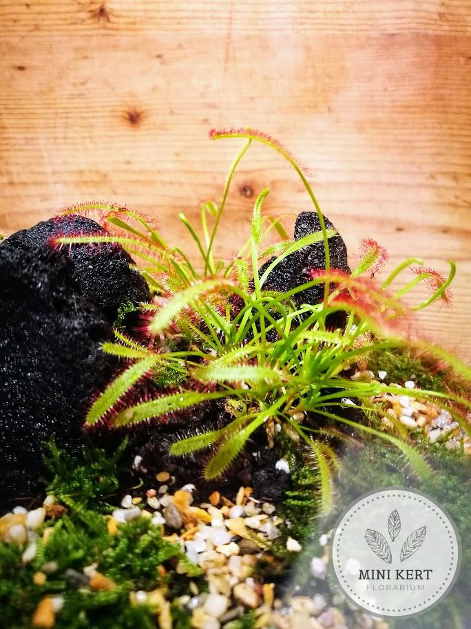 Üveggömb florárium 25 cm-es "húsevő növény"