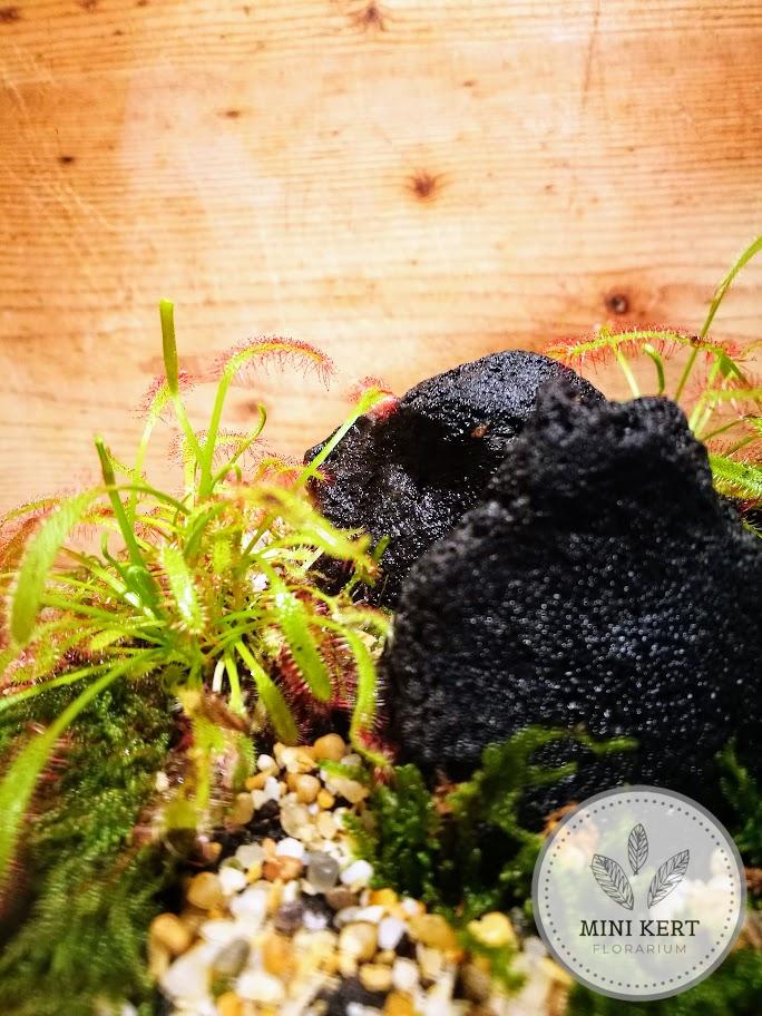 Üveggömb florárium 25 cm-es "húsevő növény"