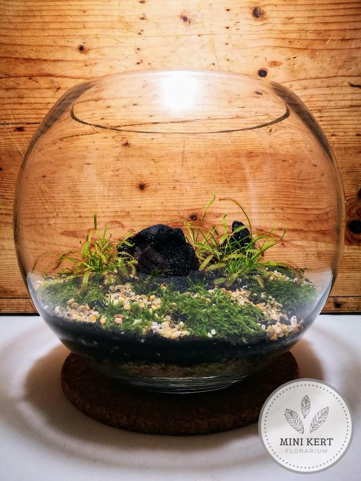 Üveggömb florárium 25 cm-es "húsevő növény"