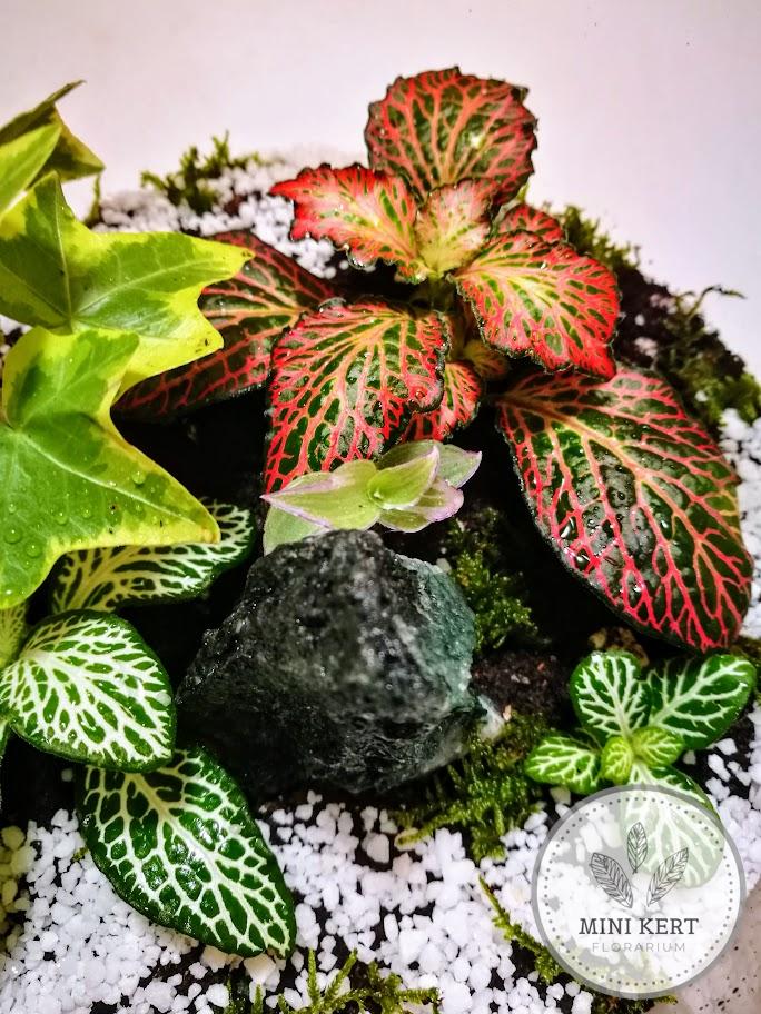 Zárt üvegtetős florárium "Fuchsit"