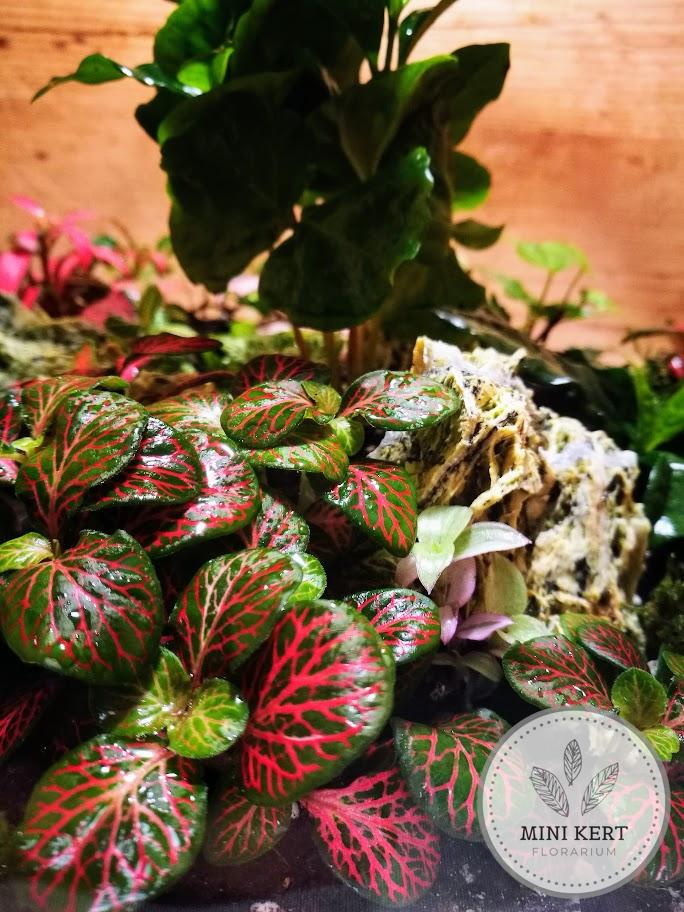 Óriás üveggömb florárium 38 cm
