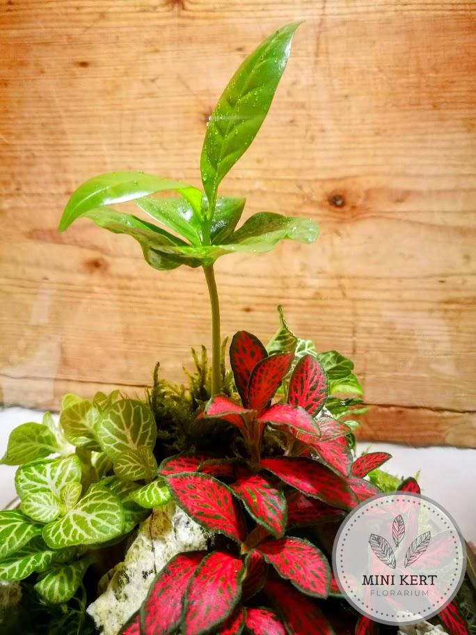 Üvegbúra florárium 25 cm-es