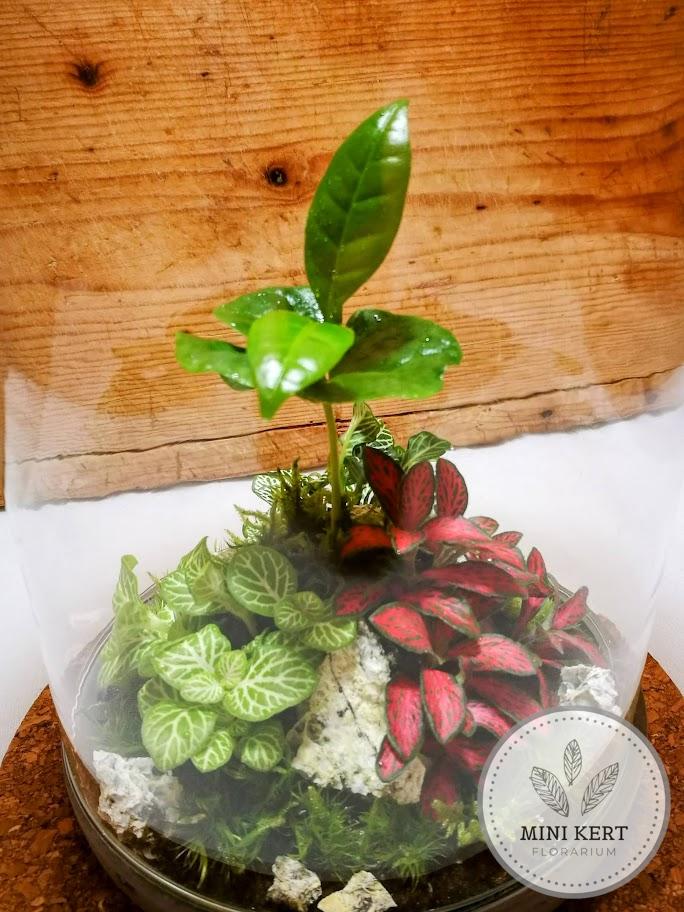 Üvegbúra florárium 25 cm-es