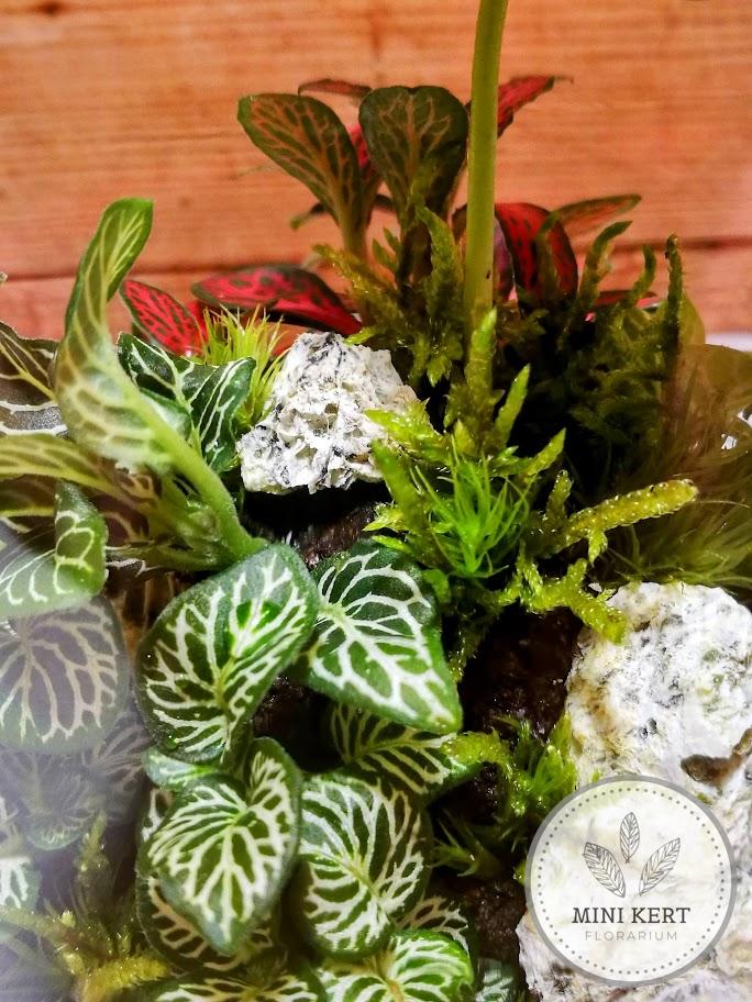 Üvegbúra florárium 25 cm-es
