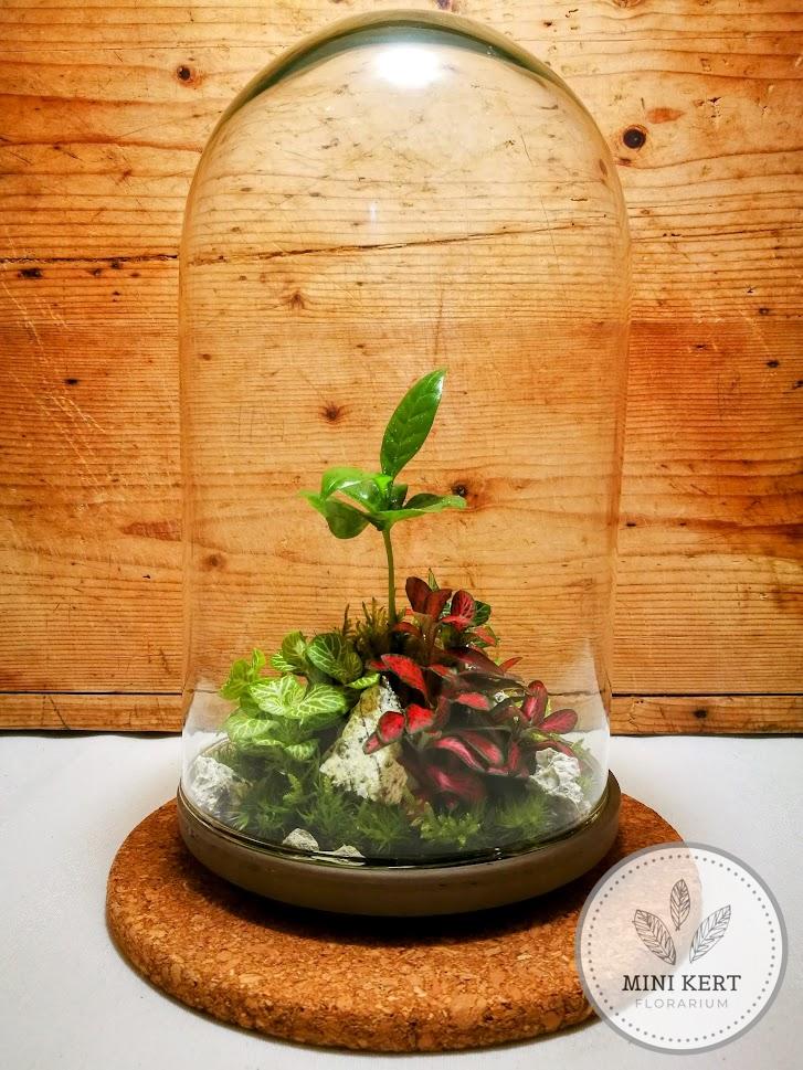 Üvegbúra florárium 25 cm-es