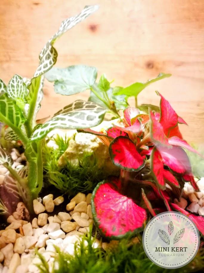 Álló dunsztosüveg florárium 2 literes