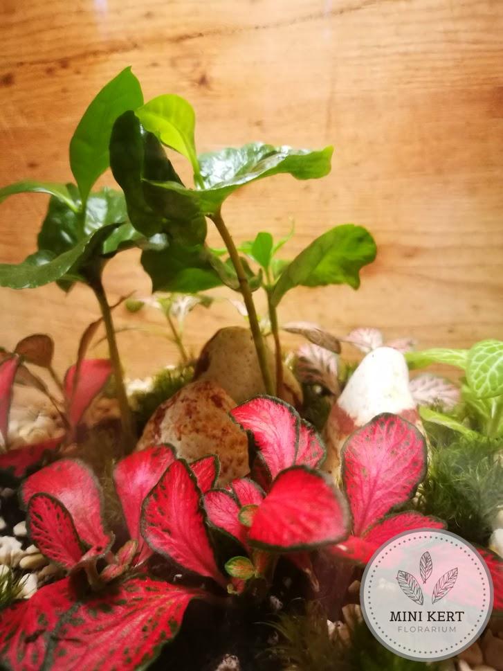 Álló dunsztosüveg florárium 4,25 literes
