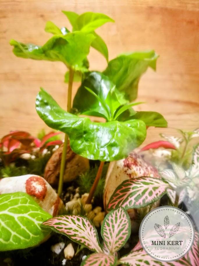 Álló dunsztosüveg florárium 4,25 literes