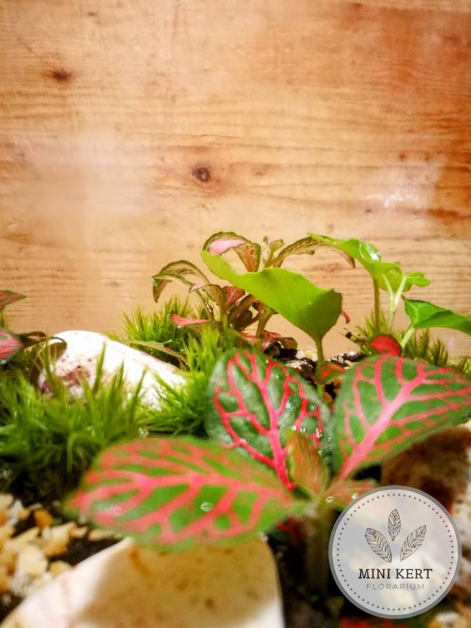Fekvő dunsztosüveg florárium 4,25 literes
