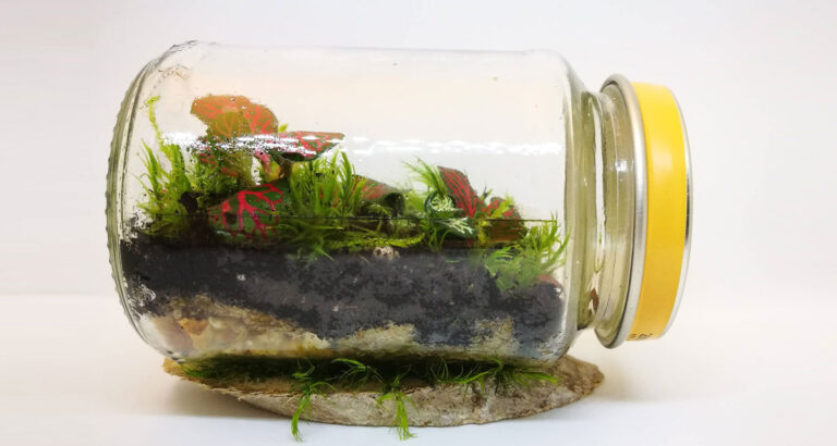 Fenntartható ajándék florárium