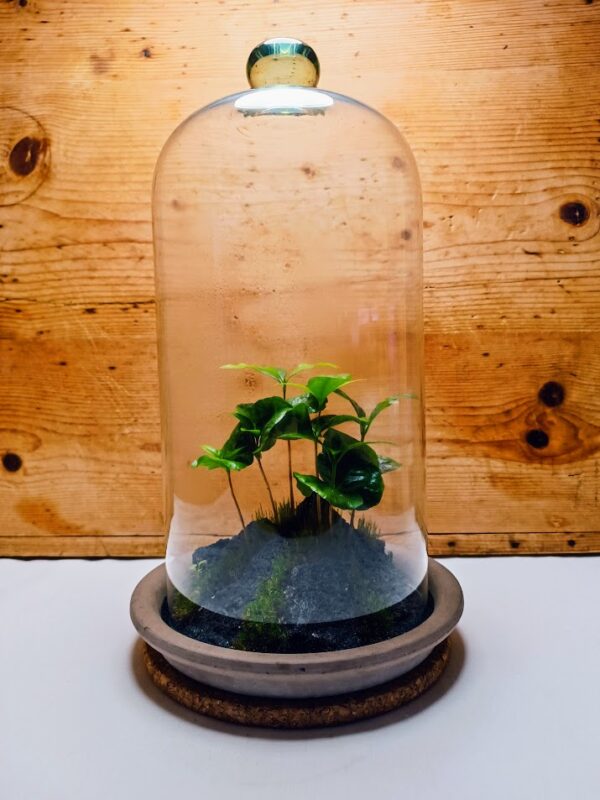 Üvegbúra florárium "Kávé lávakövön"