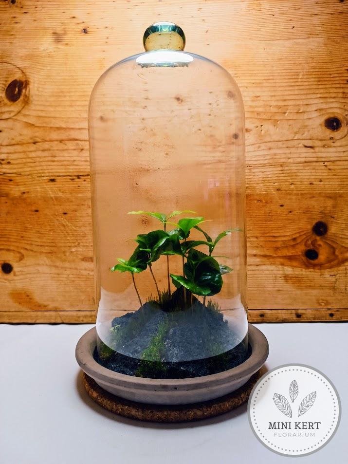 Üvegbúra florárium "Kávé lávakövön"