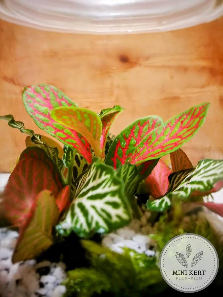 Zárt üvegtetős florárium, 15 cm magas